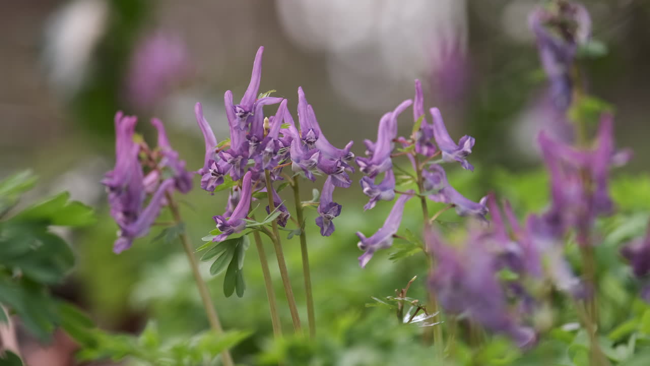 el delicado pájaro malva en una flor silvestre en el suelo del bosque en worcestershire, inglaterra