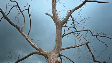 dead tree against a cloudy sky