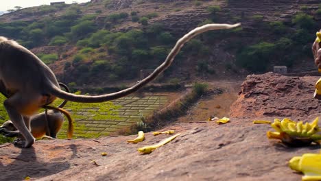 good-hearted-person-feeding-monkey-banana-on-a-mountain-cliff,-monkey-takes-two-bananas