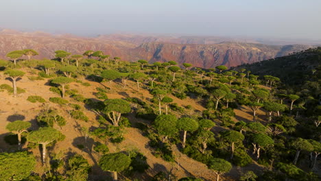 dragon blood trees at firhmin forest, socotra island, yemen - aerial drone shot