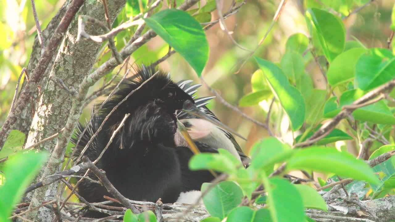 anhinga, yuvadaki yavru yavrusunu yiyecek atarak besler.