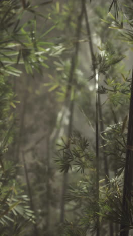 green bamboo forest with morning sunlight