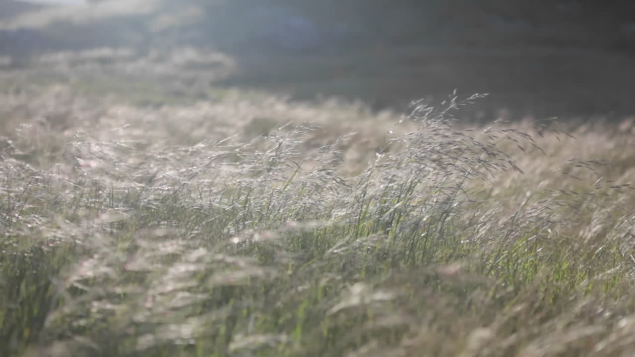 잔디밭에 바람이 계속 불고 있다