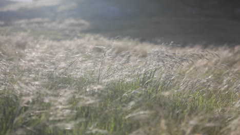 a continuous gust of wind blows across a grassy field