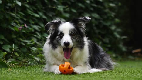 4k cute smiling boarder collie blue merle confused with ball slow motion