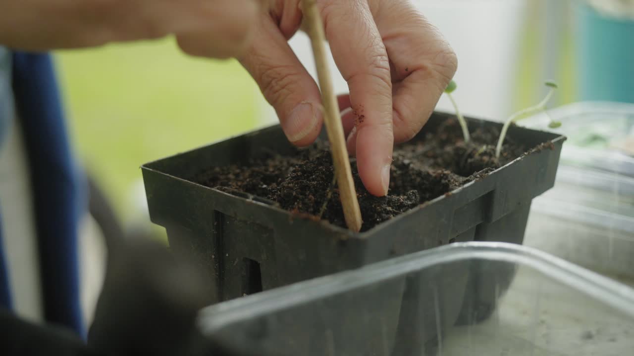 usando un bastoncino per allentare il vaso di terra