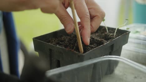 Usando-Un-Palo-Pequeño-Para-Aflojar-La-Maceta-De-Tierra