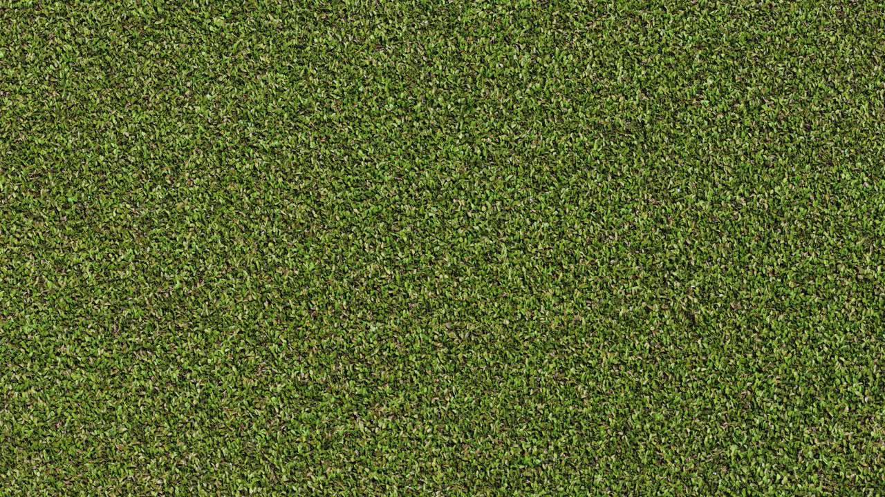 A top-down view of vibrant green duckweed plants forming a thick, textured aquatic carpet