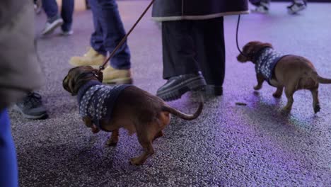 Curiosa-Chaqueta-Dachshund-Husmeando-En-El-Mercado-Navideño,-Tirada-Por-La-Correa