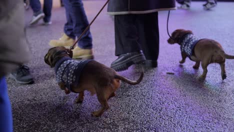 curiosa chaqueta dachshund husmeando en el mercado navideño, tirada por la correa