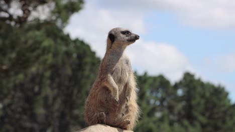 Cute-Meerkat-Searches-Surroundings-For-Tribe