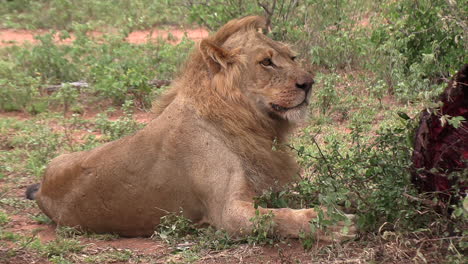 un joven león macho guarda su presa
