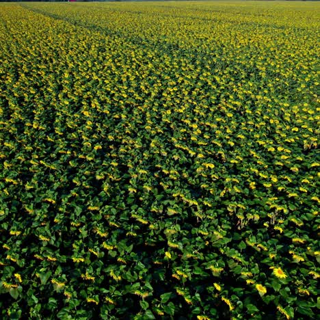 un vasto campo de girasoles