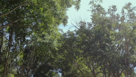 toma itinerante de copas de árboles verdes en un día soleado con bengalas entrando por la parte superior y un cielo azul