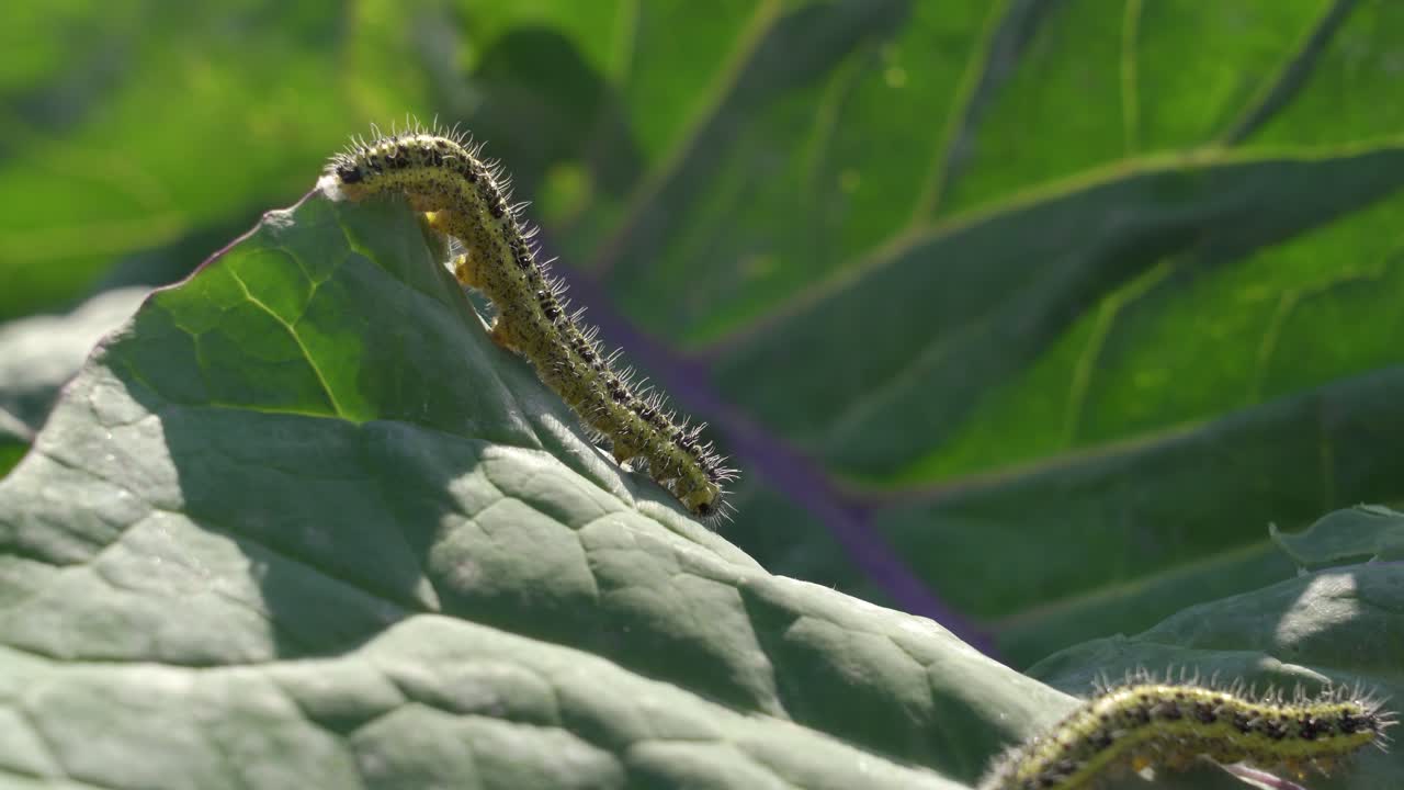 고추 잎 에 있는 애벌레