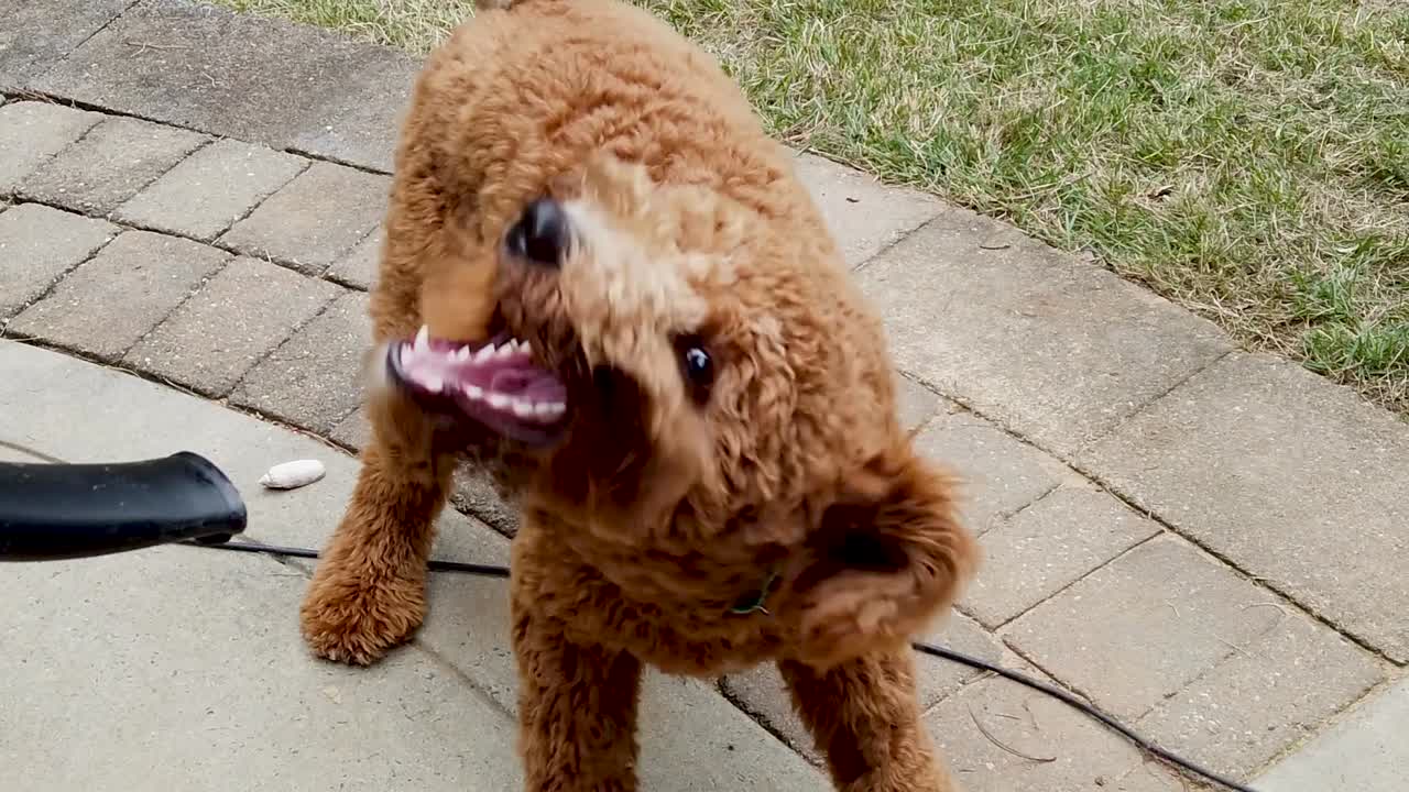 goldendoodle 물린 a 잎 송풍기