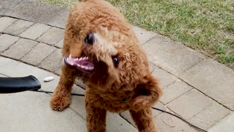 un goldendoodle muerde un soplador de hojas