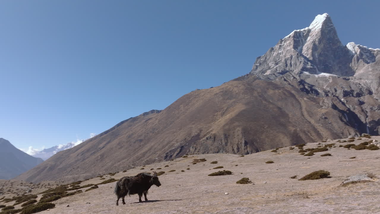 ネパールのエベレスト地域にて、雄大なヒマラヤ山脈が背景にそびえ立つゴールデンアワー、一頭のヤクが草を食む様子を捉えた軌道ドローン空撮。
