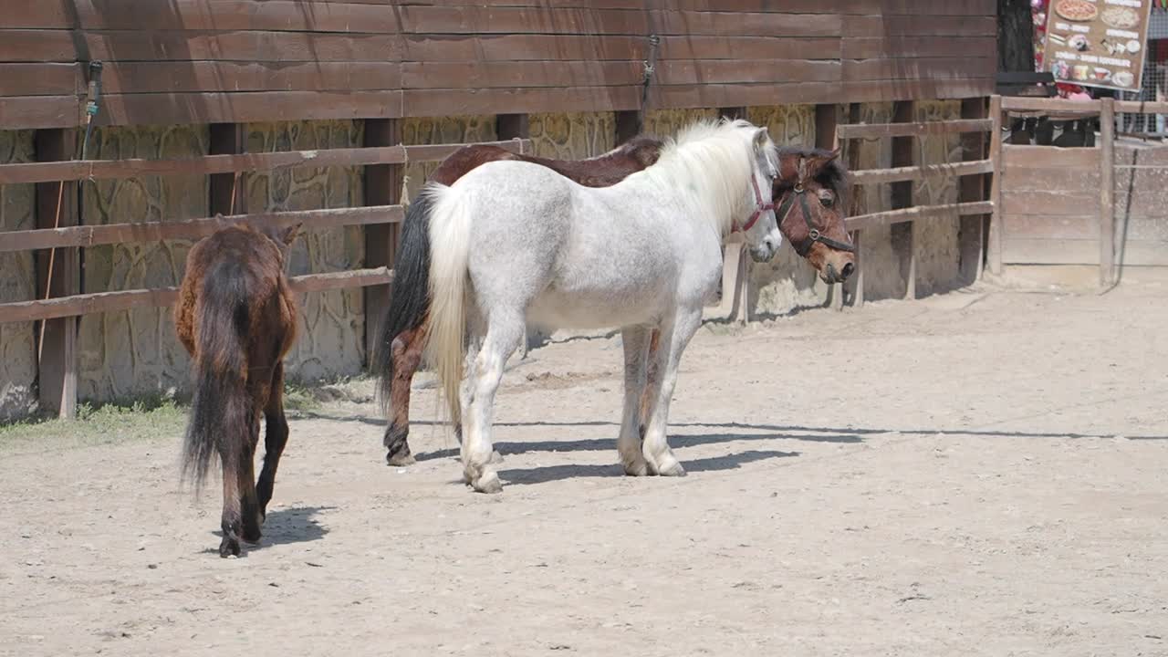 Miniature Horses in a Corral