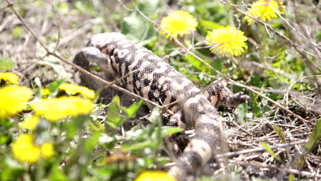 Gila-monster-crawling-through-grass-and-dandelions