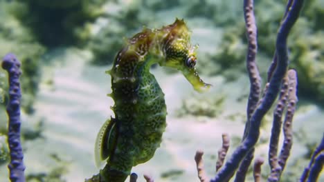 an enigmatic seahorse gliding through a coral habitat, showcasing its unique shape and mysterious nature in calm underwater surroundings