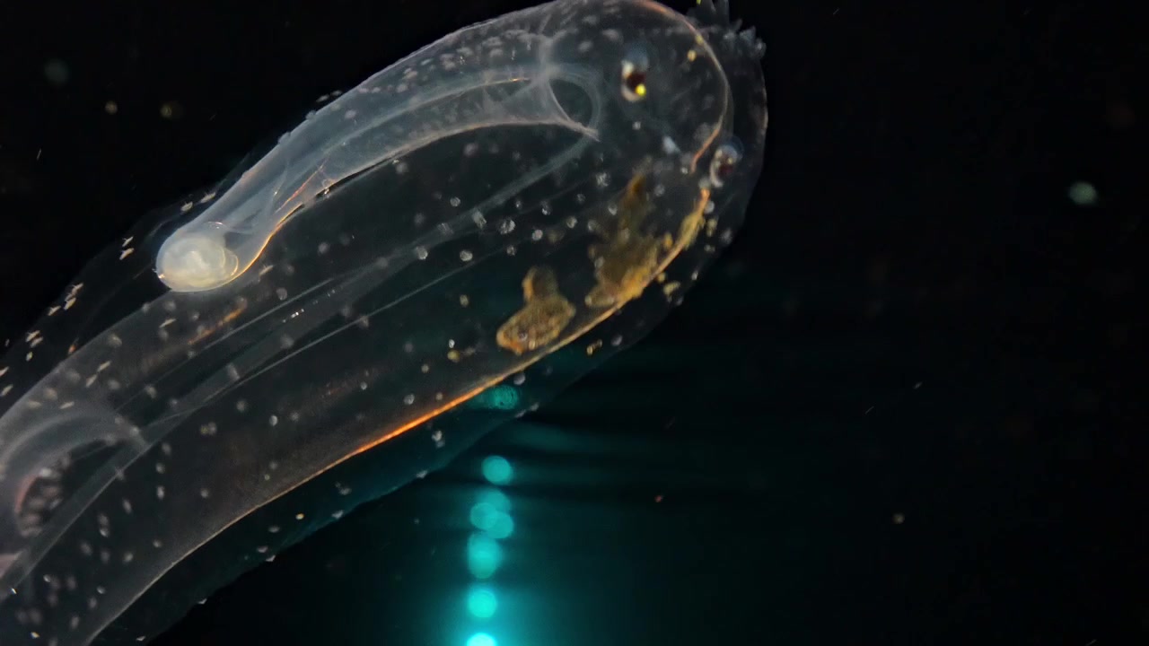 Macro di un corpo gelatinoso di elefante marino, di colore arancione, mentre si avvicina alla telecamera con una misteriosa luce blu sullo sfondo