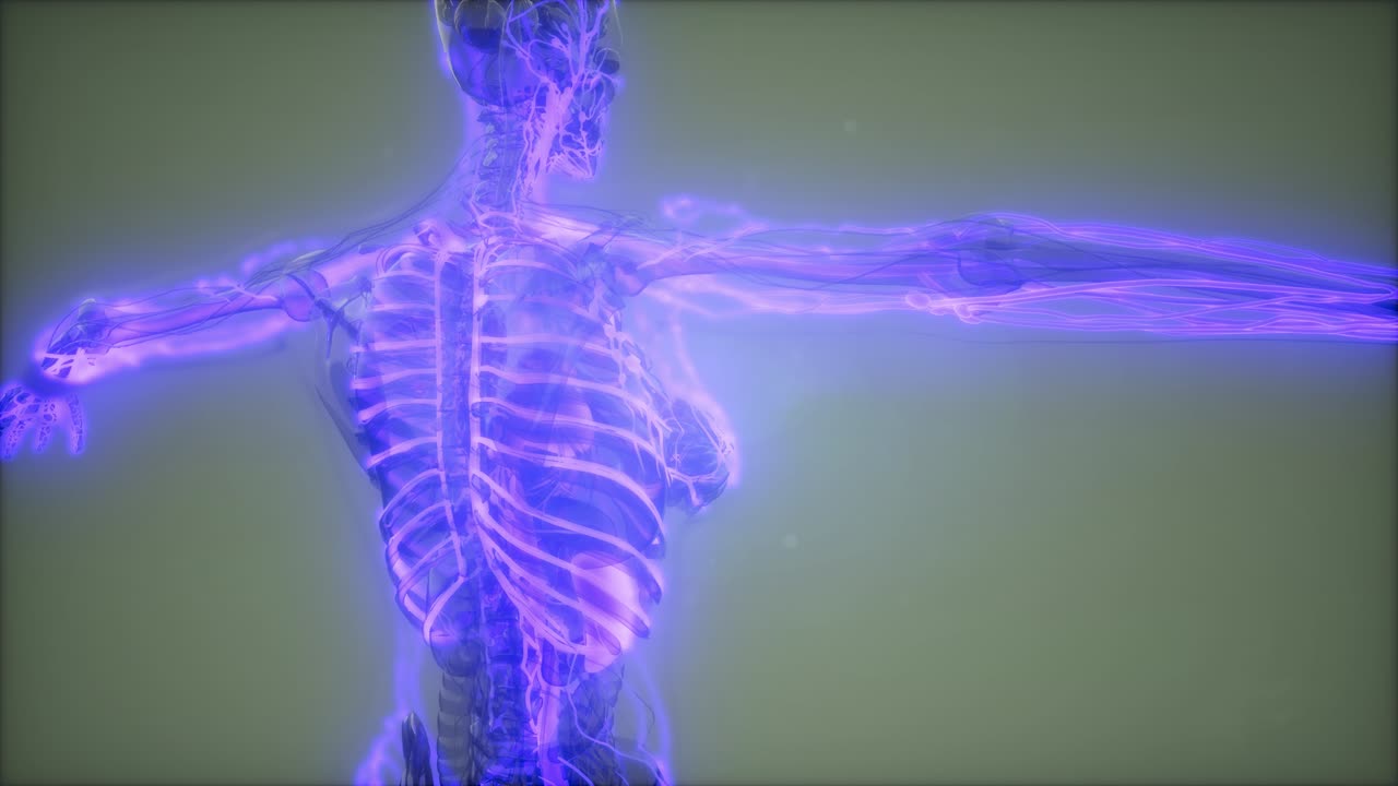 vasos sanguíneos del cuerpo humano