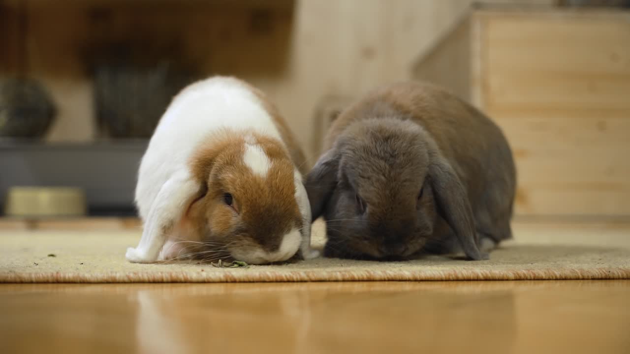약초를 먹는 두 마리의 토끼, fhd의 실내 근접 촬영