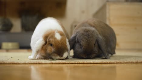 Two-bunnies-eating-the-herbs,-indoor-closeup-in-FHD