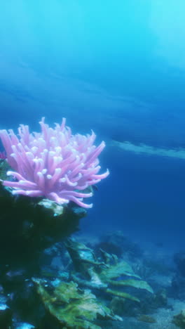 beautiful pink anemone on a coral reef