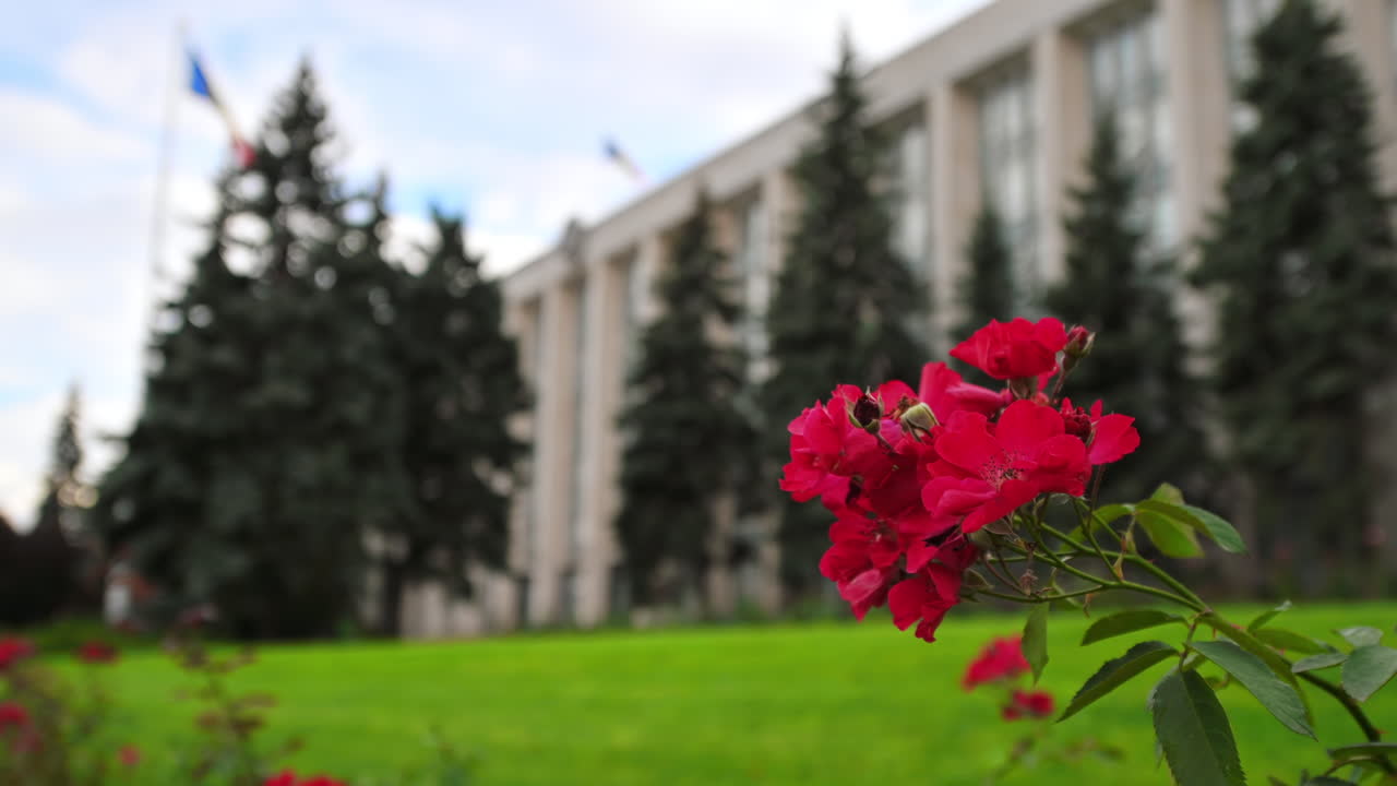 Kişinev, Moldova'daki Hükümet Konağı manzarası. Ön planda çiçekler ve yeşillikler