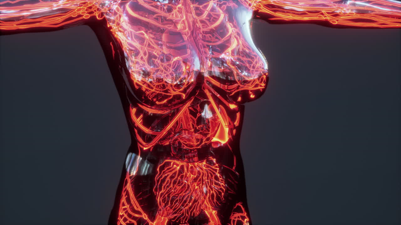 análisis de exploración de la anatomía humana que muestra la circulación sanguínea