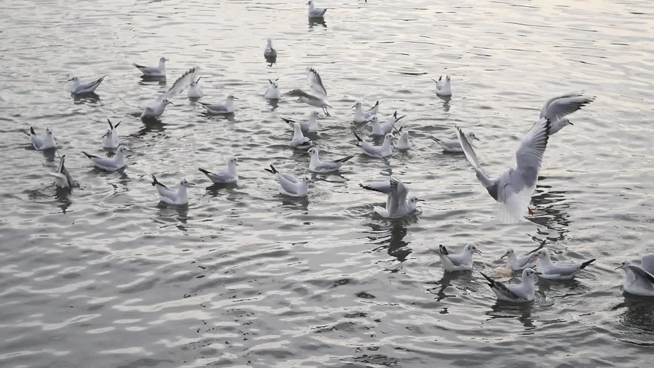 바다에서 날아다니며 수영하는 거북이 의 큰 무리