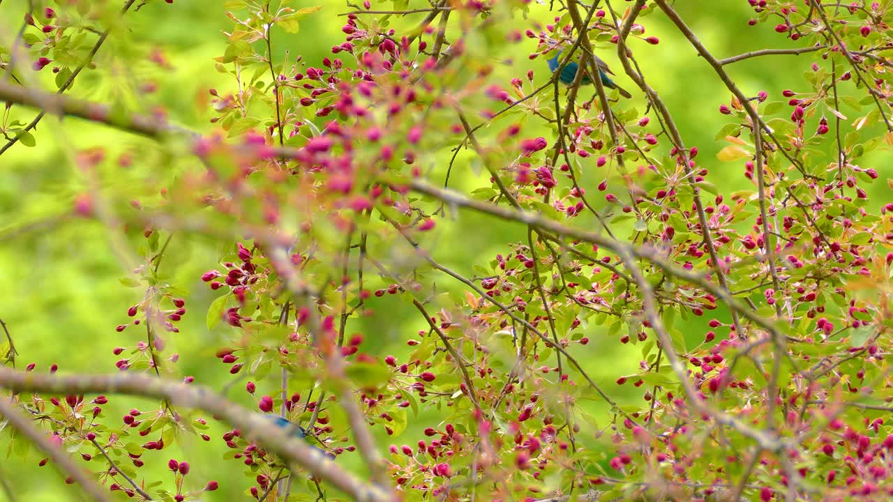 Bird Indigo Bunting species North America native breed, nature tree branch spring