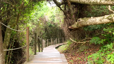wooden walkway through indigenous forest toward storms river mouth, tsitsikamma
