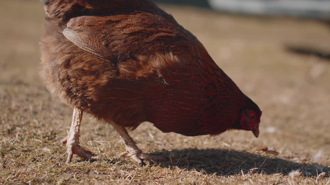 pollo doméstico marrón comiendo granos, picando hierba amarilla en una pequeña granja ecológica