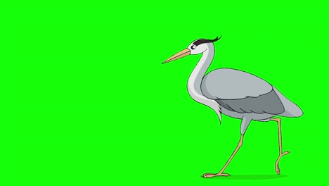 heron walks chroma key