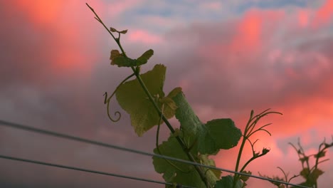 slow left to right dolly shot of a vine in a vineyard with beautifully colored clouds in the background during sunset dusk in waipara, new zealand