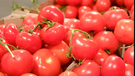 farmers hands pick red ripe tomato in greenhouse harvesting vegetables close up of farmers hands pick red ripe tomato in greenhouse harvesting vegetables crop farming agriculture shot