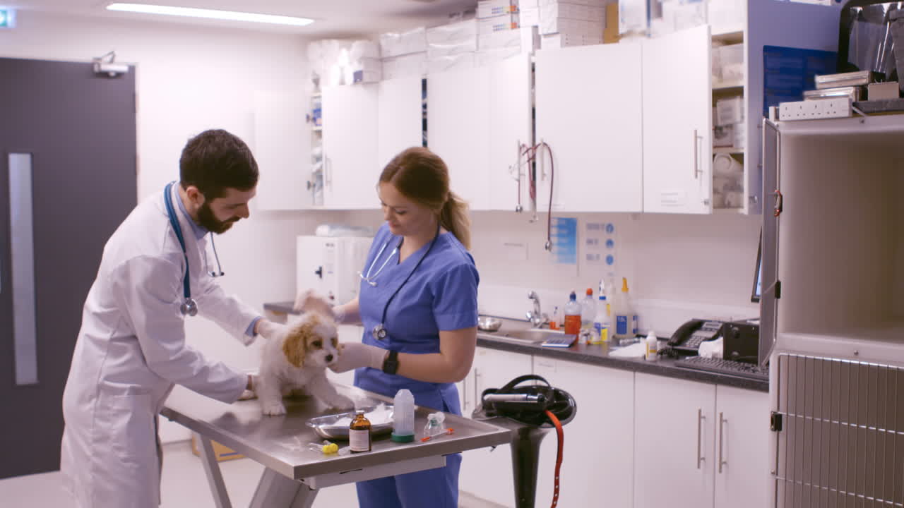  Vet examining the dog