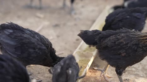 chickens eating grains on free range, chicken in farm organic