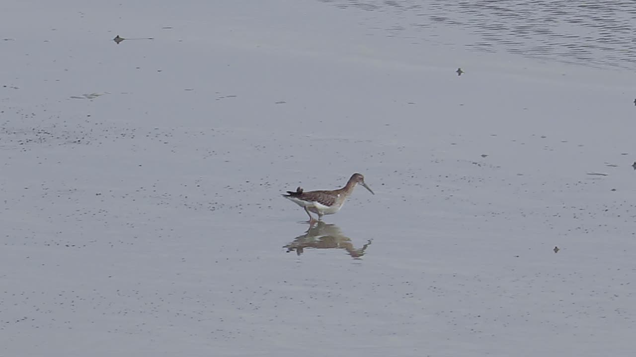 갯벌에서 게를 먹는 회색 꼬리 태틀러