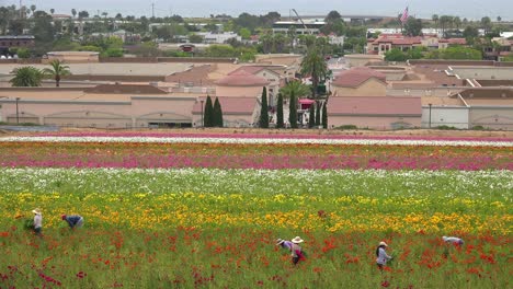 Trabajadores-Agrícolas-Mexicanos-Trabajan-En-Campos-De-Flores-Comerciales-2