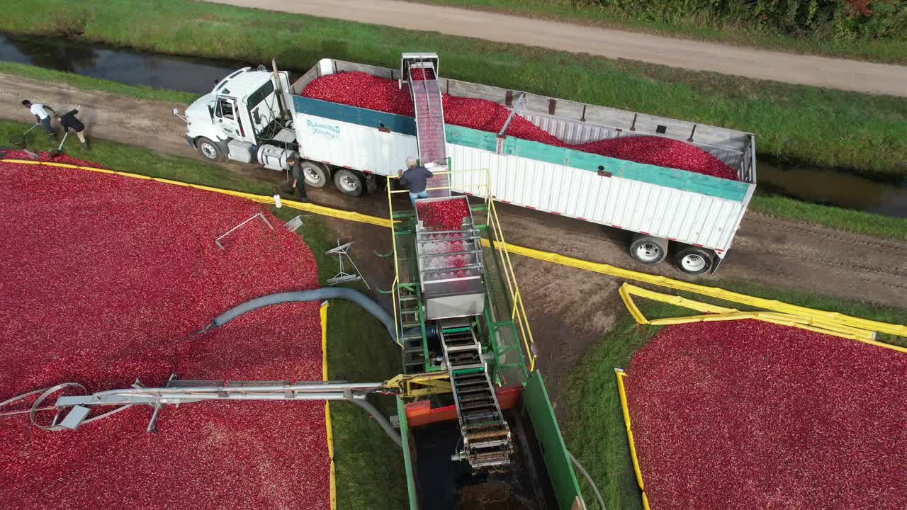 una bomba de bayas mueve los arándanos del pantano a un separador para limpiarlos y transportarlos