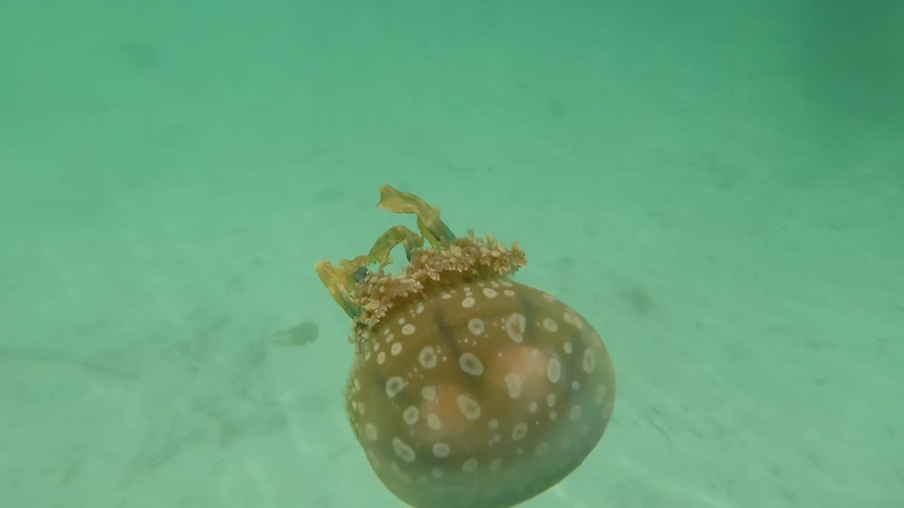 Spotted Jellyfish Underwater