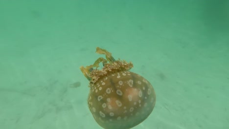 spotted jellyfish underwater