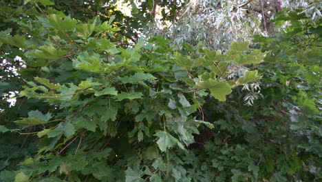 Maple and silver willow leaves swing in light breeze