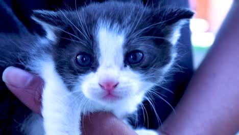 a close up shot of a curious kitten held in one hand and it looks around as it mews