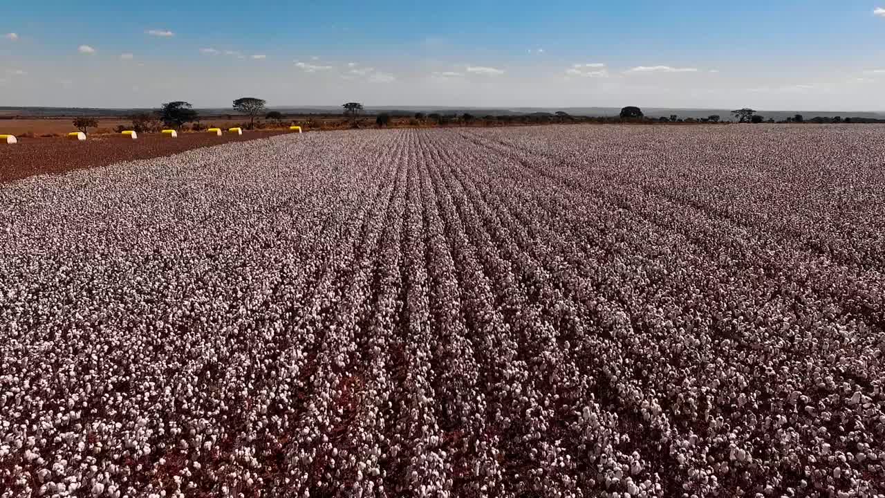 toma de drones de una granja de plantas de algodón blanco en un amplio campo de agricultura
