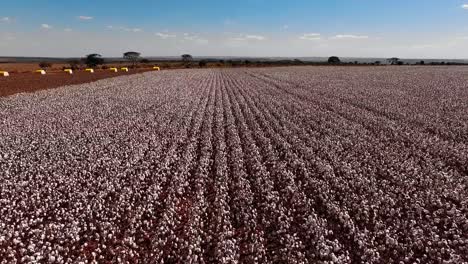 drone shot of farm of white cotton plants in wide field of agriculture